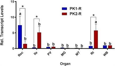 Receptor Characterization and Functional Activity of Pyrokinins on the Hindgut in the Adult Mosquito, Aedes aegypti